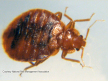 Bed Bug